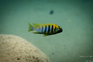 Tropheops sp. 'weed' Mdowe